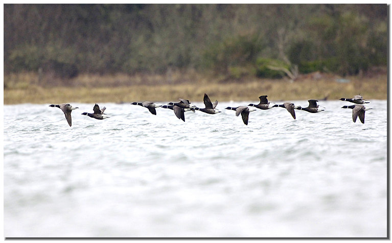 Black Brant 33